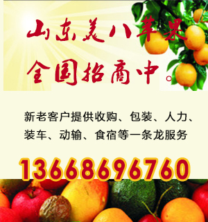 山东美八苹果供应基地山东嘎拉苹果价格