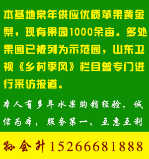 山东苹果黄金梨