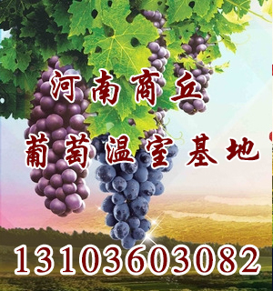 河南商丘温室大棚葡萄基地
